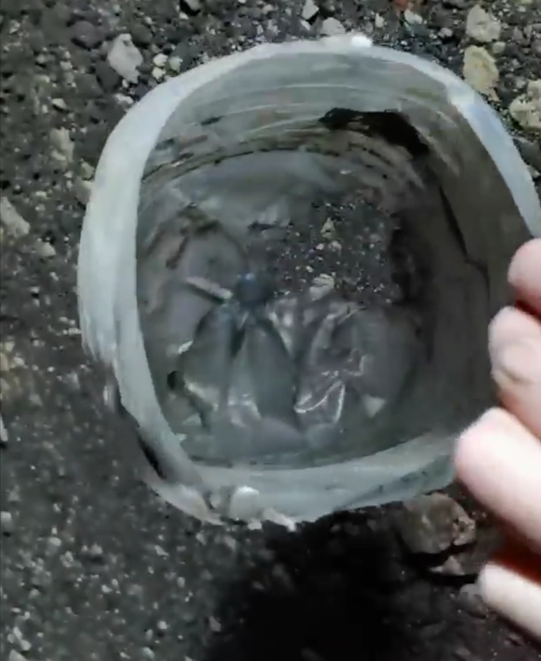 В Саратове спасли собаку с бутылкой на голове